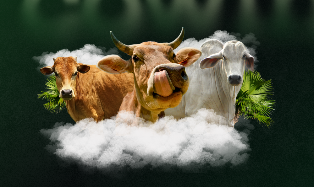 Beberapa sapi di kandang penggemukan Cowin